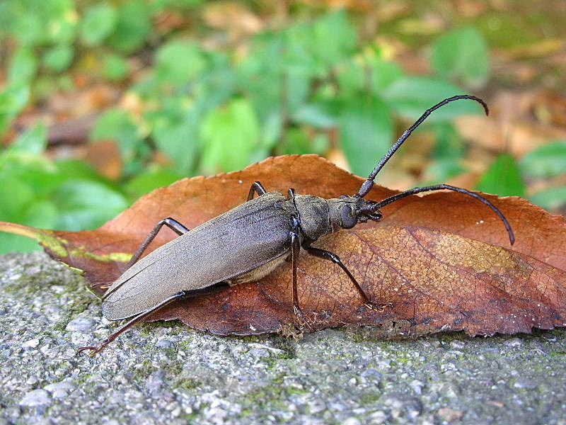 Femmina di Aegosoma scabricorne con uova